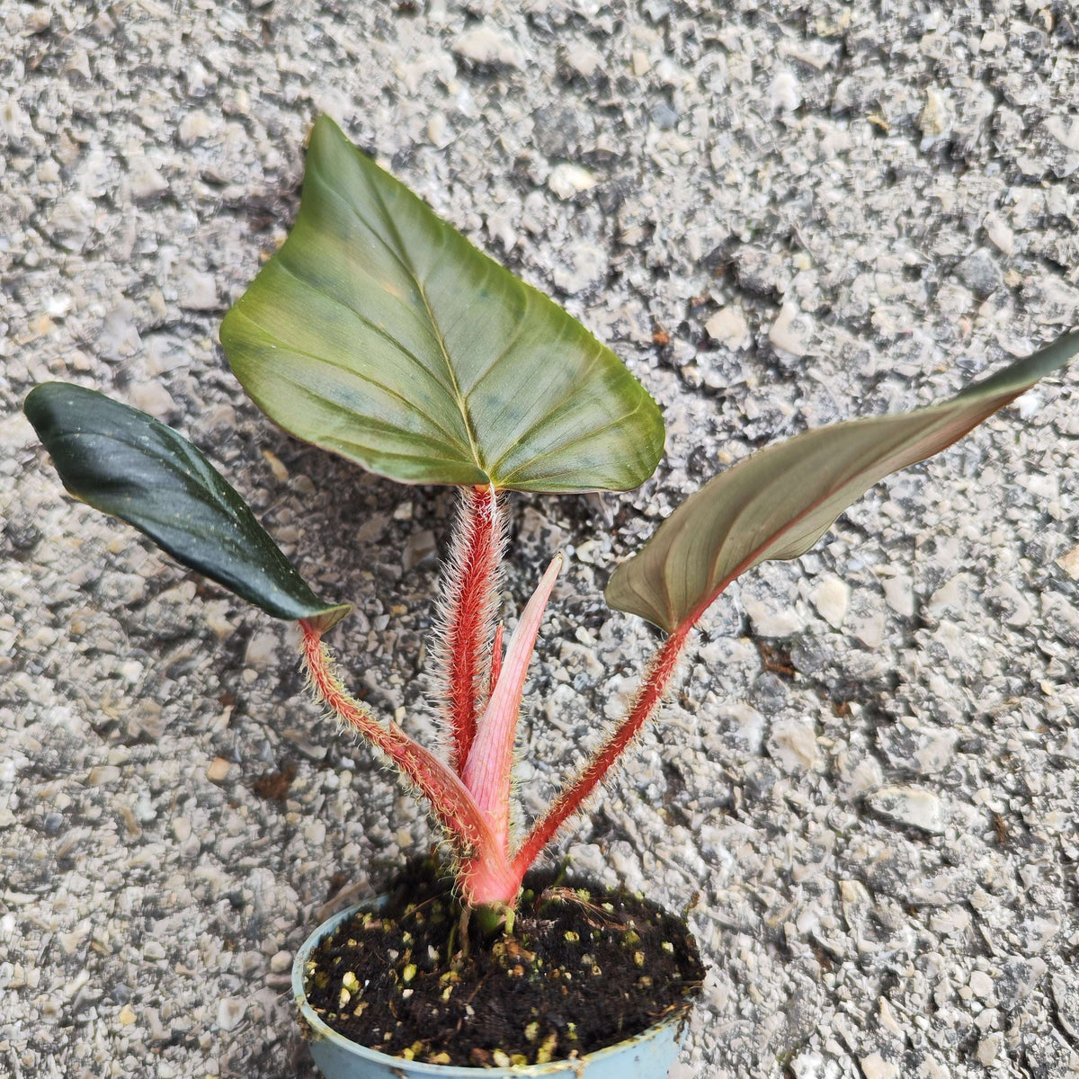 Philodendron Squamiferum x Serpens - monjungle