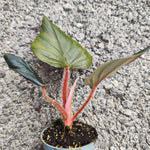 Philodendron Squamiferum x Serpens - monjungle