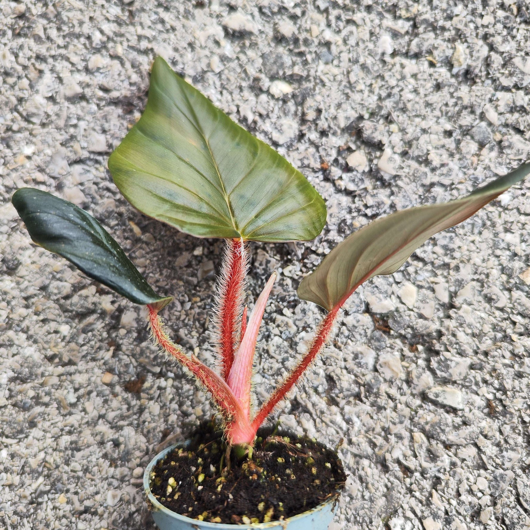 Philodendron Squamiferum x Serpens - monjungle
