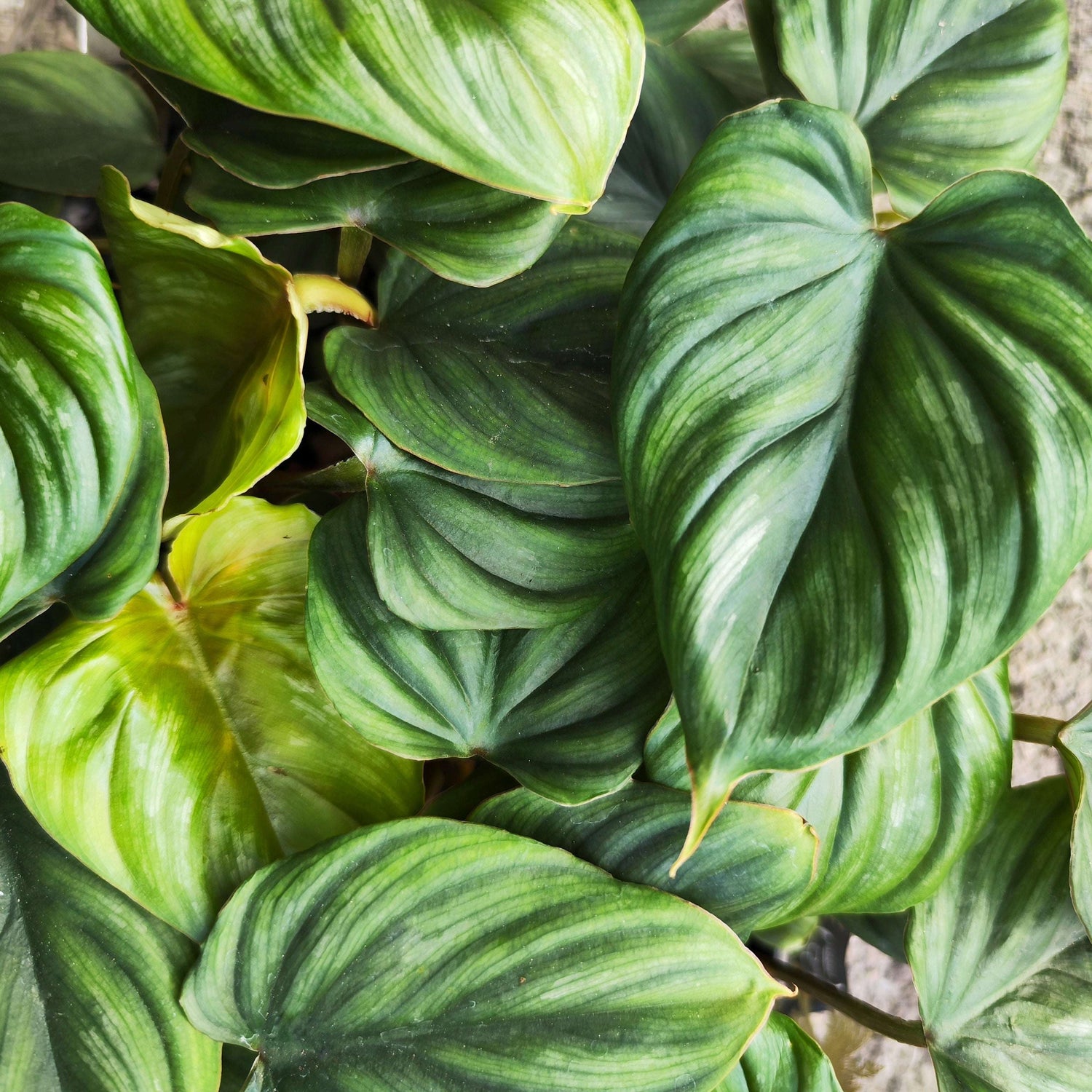 Philodendron Mamei – Plante tropicale rare - monjungle