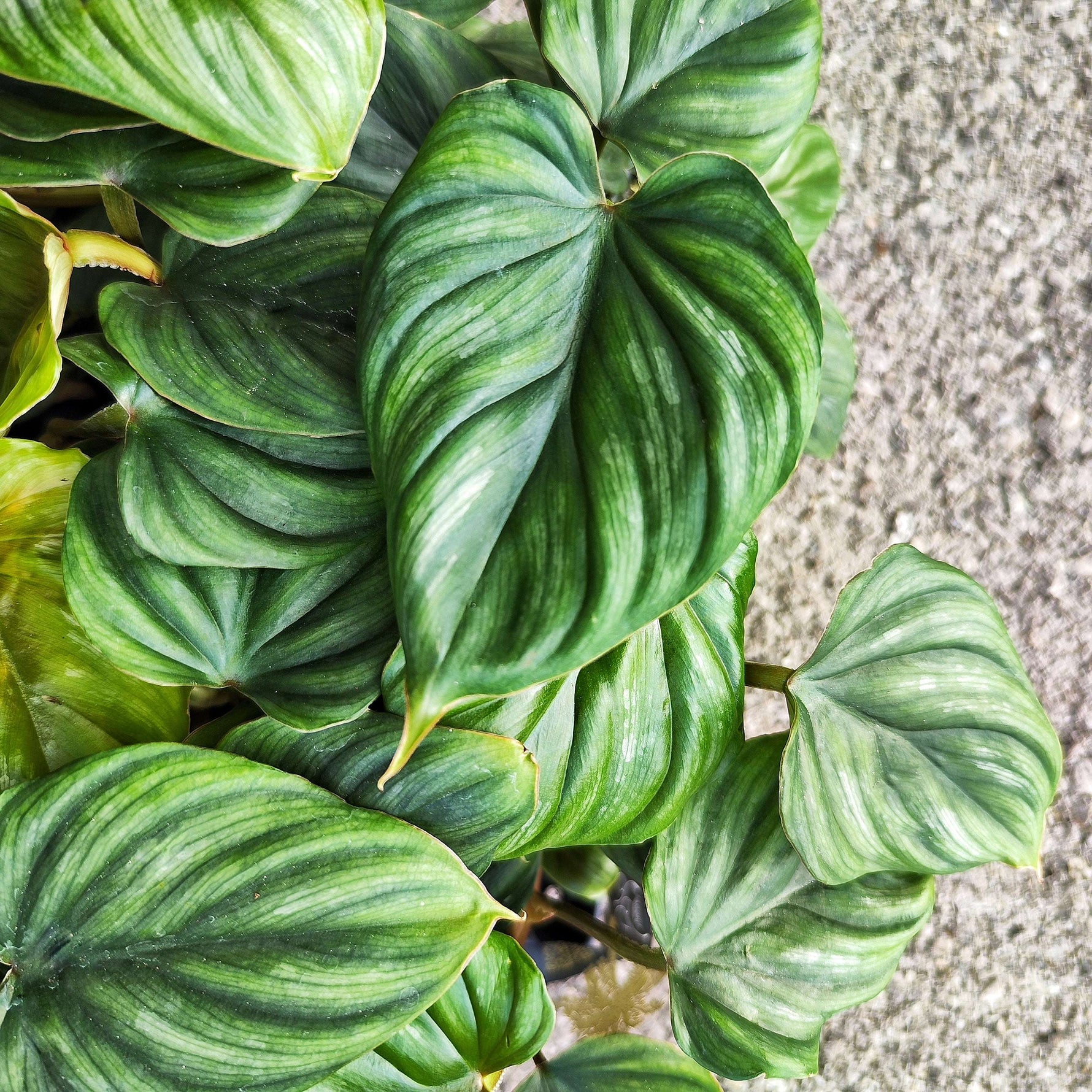Philodendron Mamei – Plante tropicale rare - monjungle