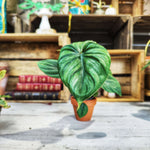 Philodendron Mamei – Plante tropicale rare - monjungle