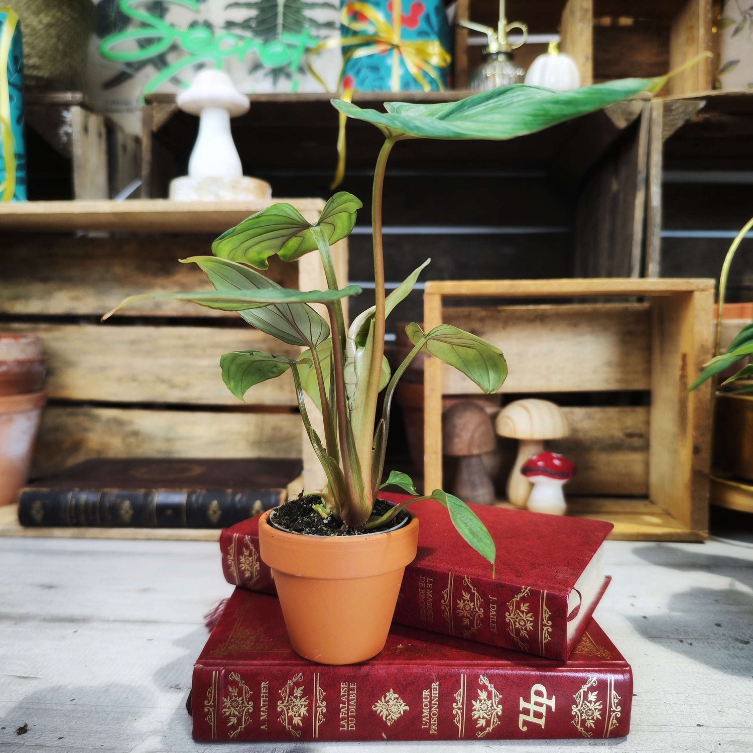 Philodendron Mamei – Plante tropicale rare - monjungle