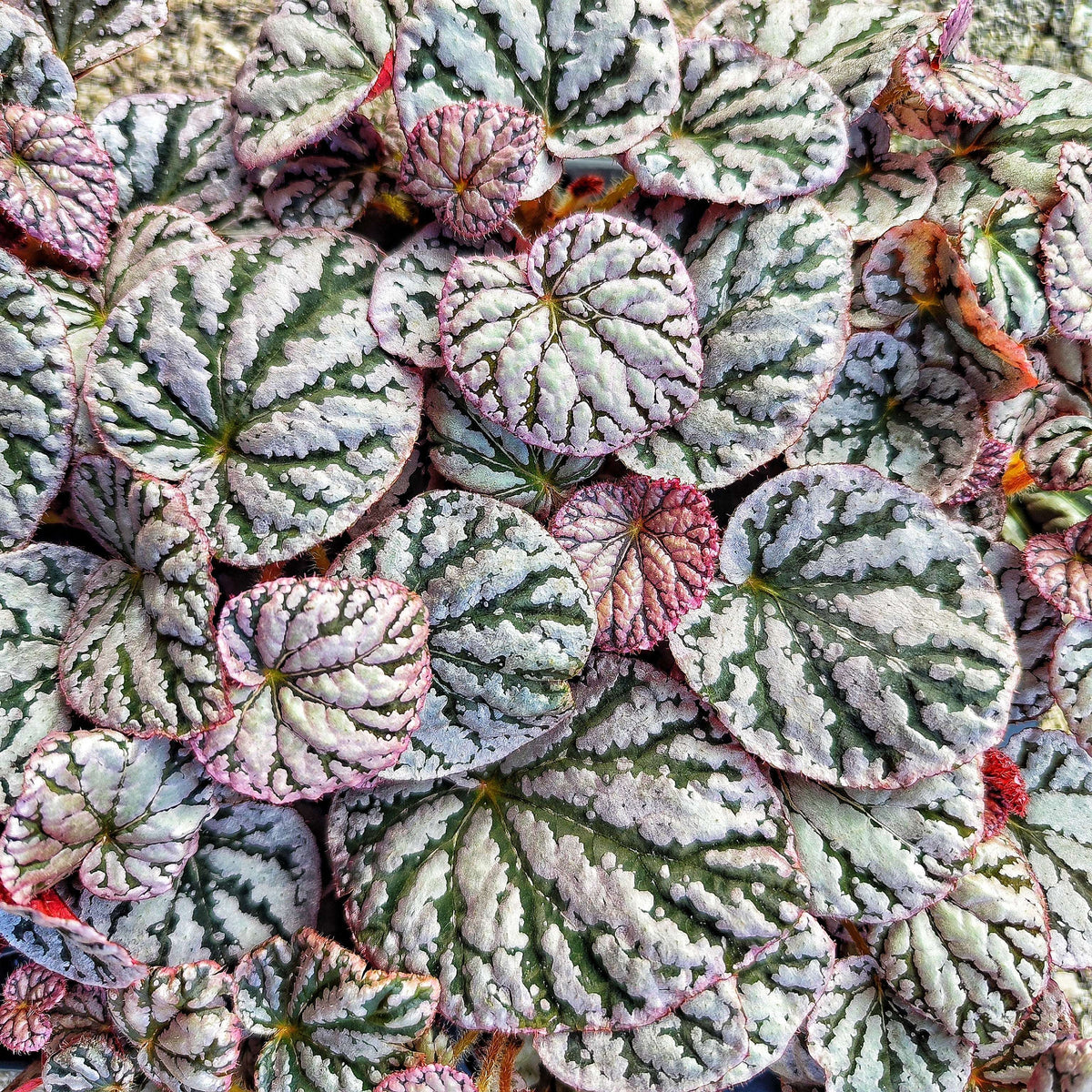 Bouture de Begonia Rex Spirit of Bali - monjungle