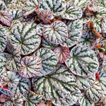 Bouture de Begonia Rex Spirit of Bali - monjungle