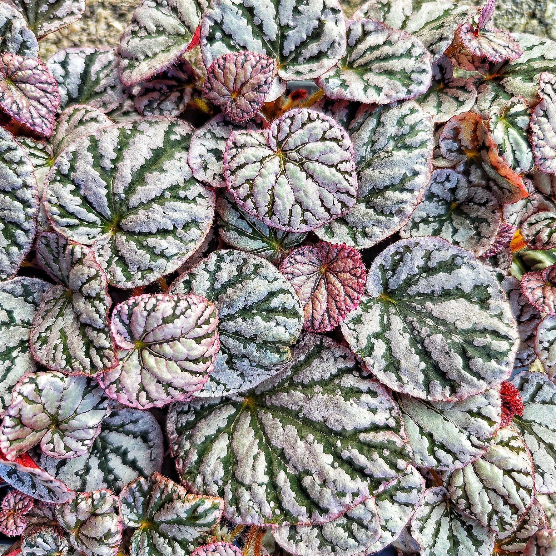 Bouture de Begonia Rex Spirit of Bali - monjungle