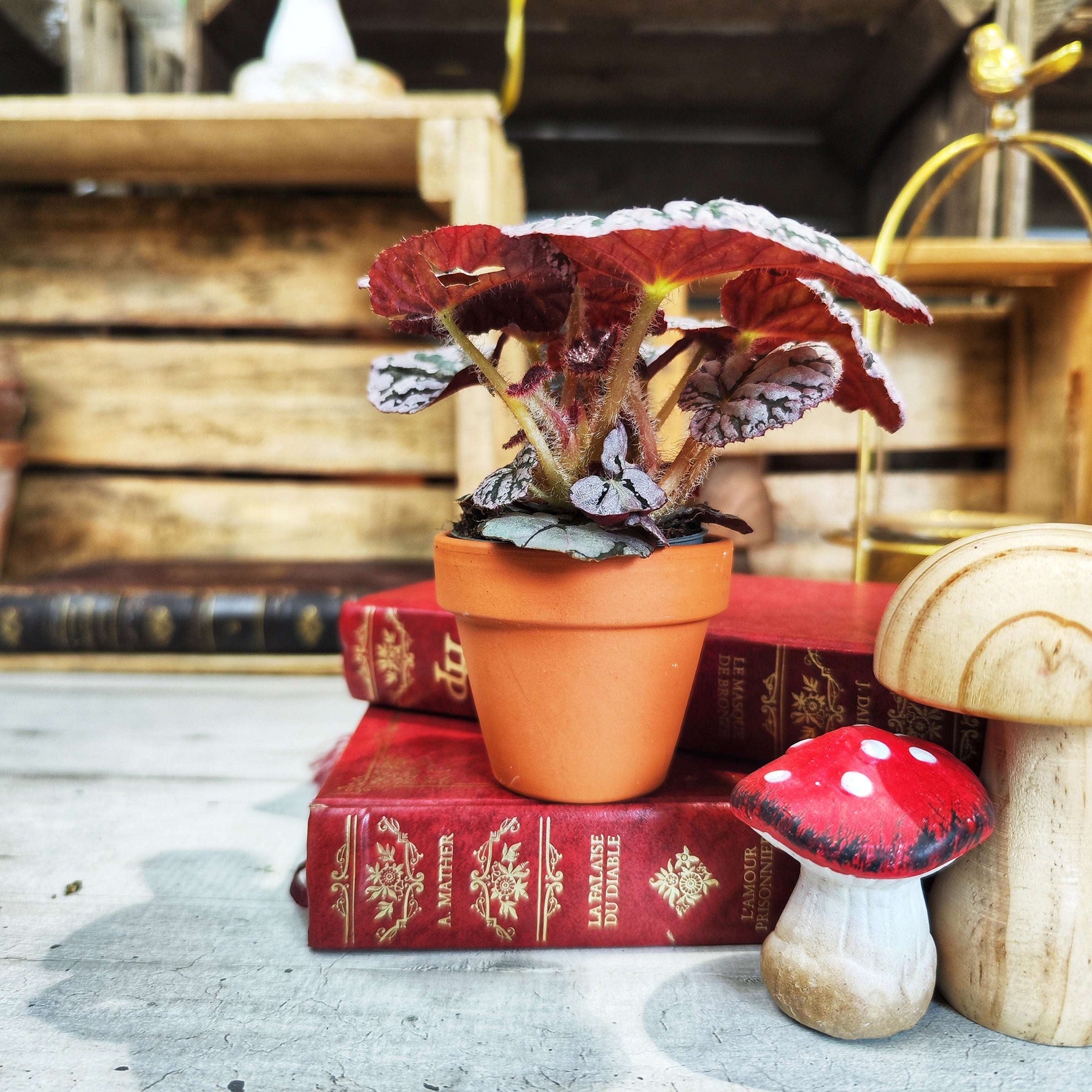 Bouture de Begonia Rex Spirit of Bali - monjungle