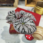 Bouture de Begonia Rex Spirit of Bali - monjungle