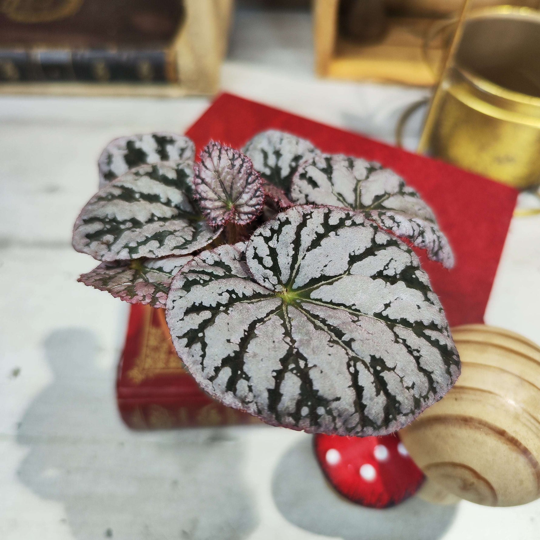 Bouture de Begonia Rex Spirit of Bali - monjungle