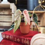 Begonia Ginny Galaxy Variegated - monjungle
