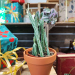Senecio stapeliformis, Plante succulente graphique et facile - monjungle