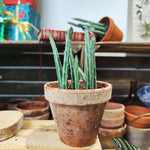 Senecio stapeliformis, Plante succulente graphique et facile - monjungle