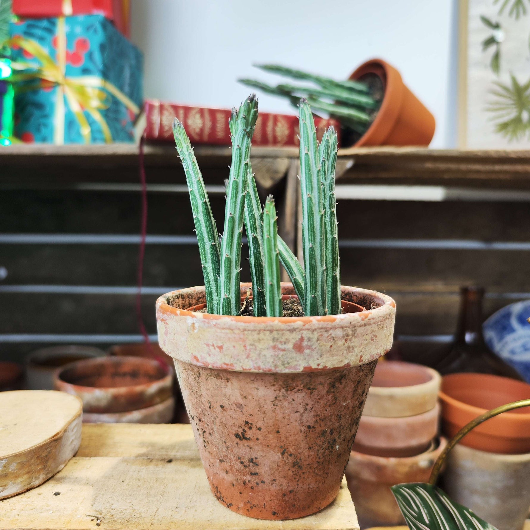Senecio stapeliformis, Plante succulente graphique et facile - monjungle