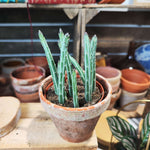 Senecio stapeliformis, Plante succulente graphique et facile - monjungle