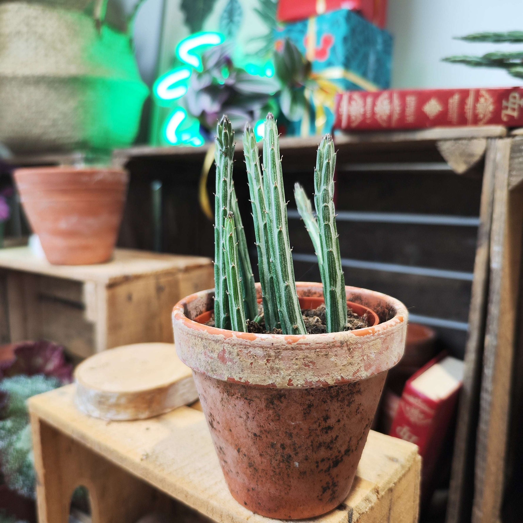 Senecio stapeliformis, Plante succulente graphique et facile - monjungle
