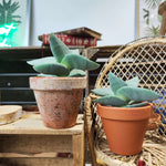 Bouture de Crassula Boomerang - monjungle