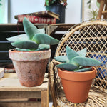 Bouture de Crassula Boomerang - monjungle