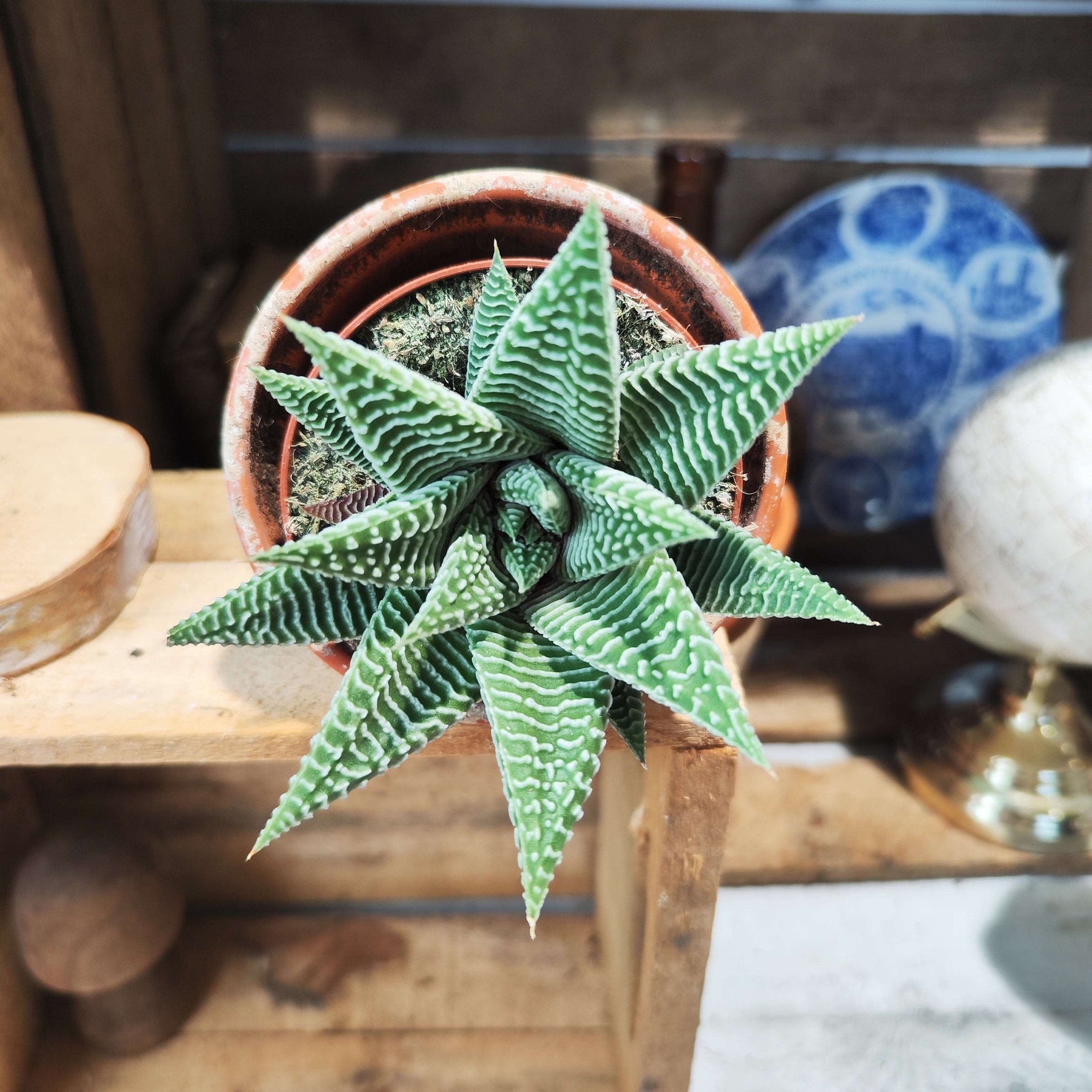 spider white succulent Cutting Haworthia Limifolia Spider White – Easy succulent – Monjungle