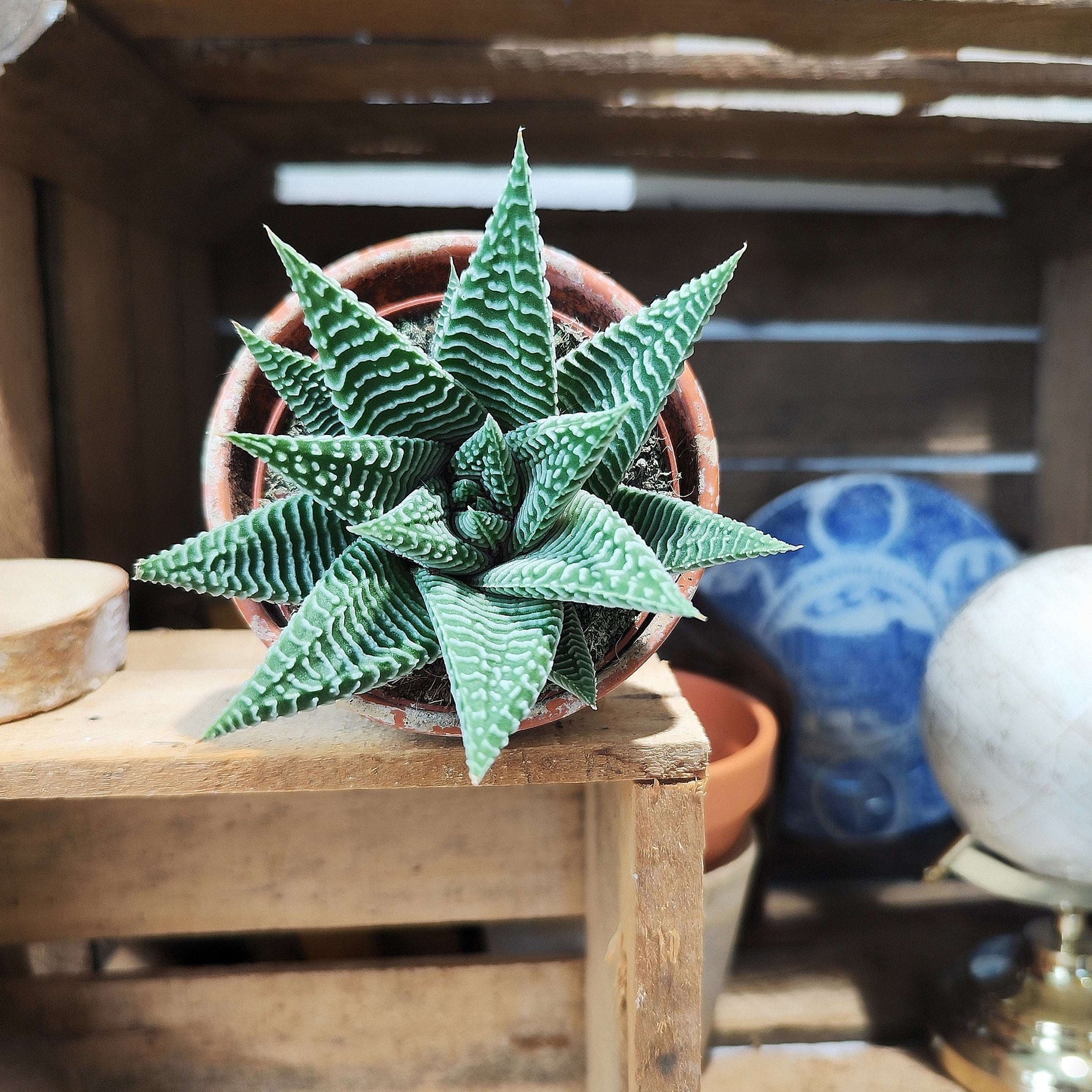 Haworthia Limifolia Spider White - monjungle
