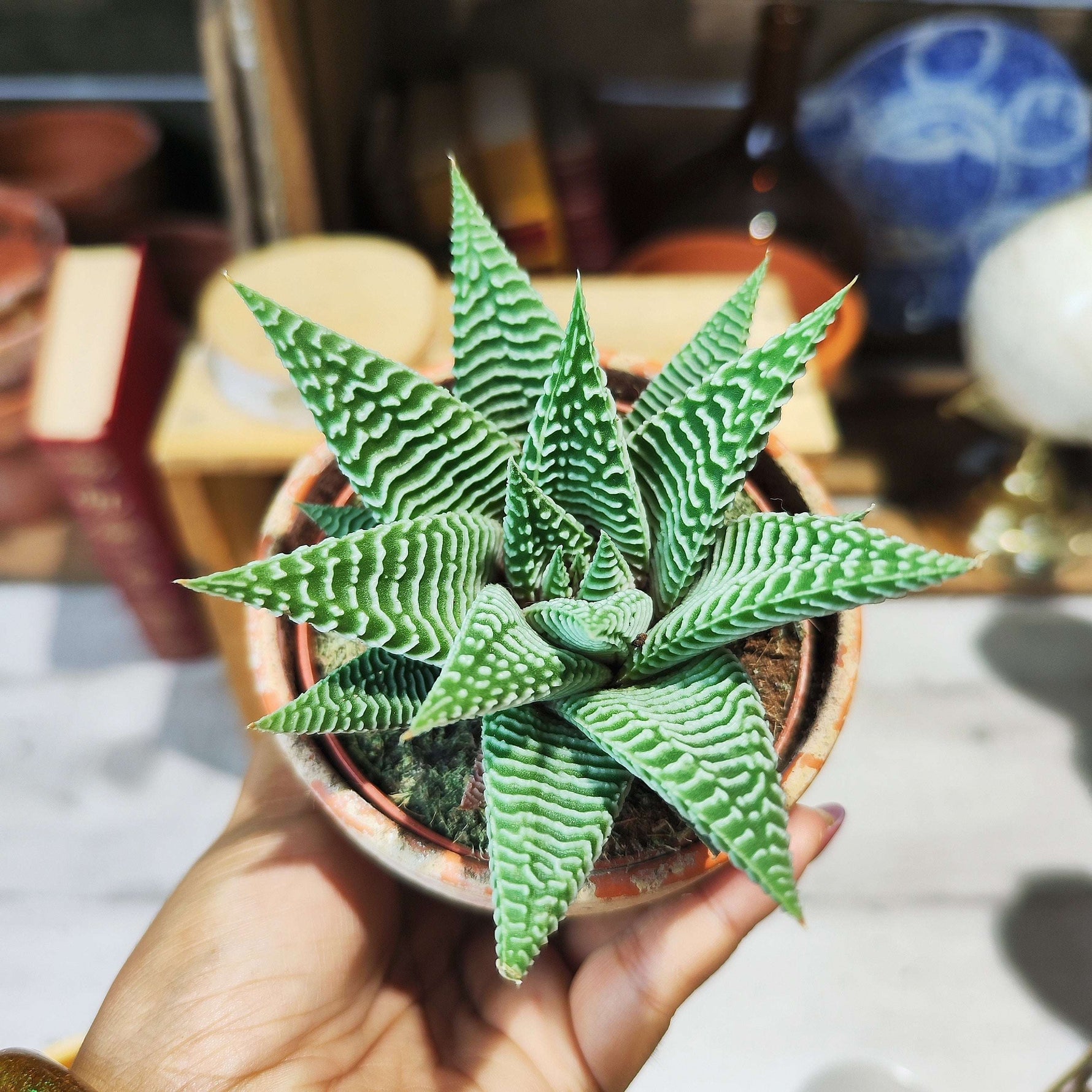 Haworthia Limifolia Spider White - monjungle