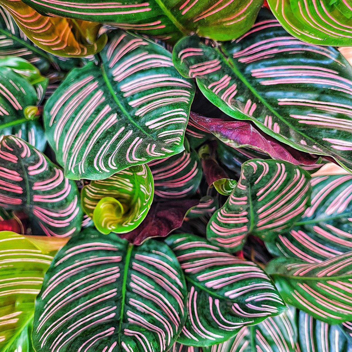Calathea Ornata monjungle