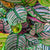 Calathea Ornata monjungle