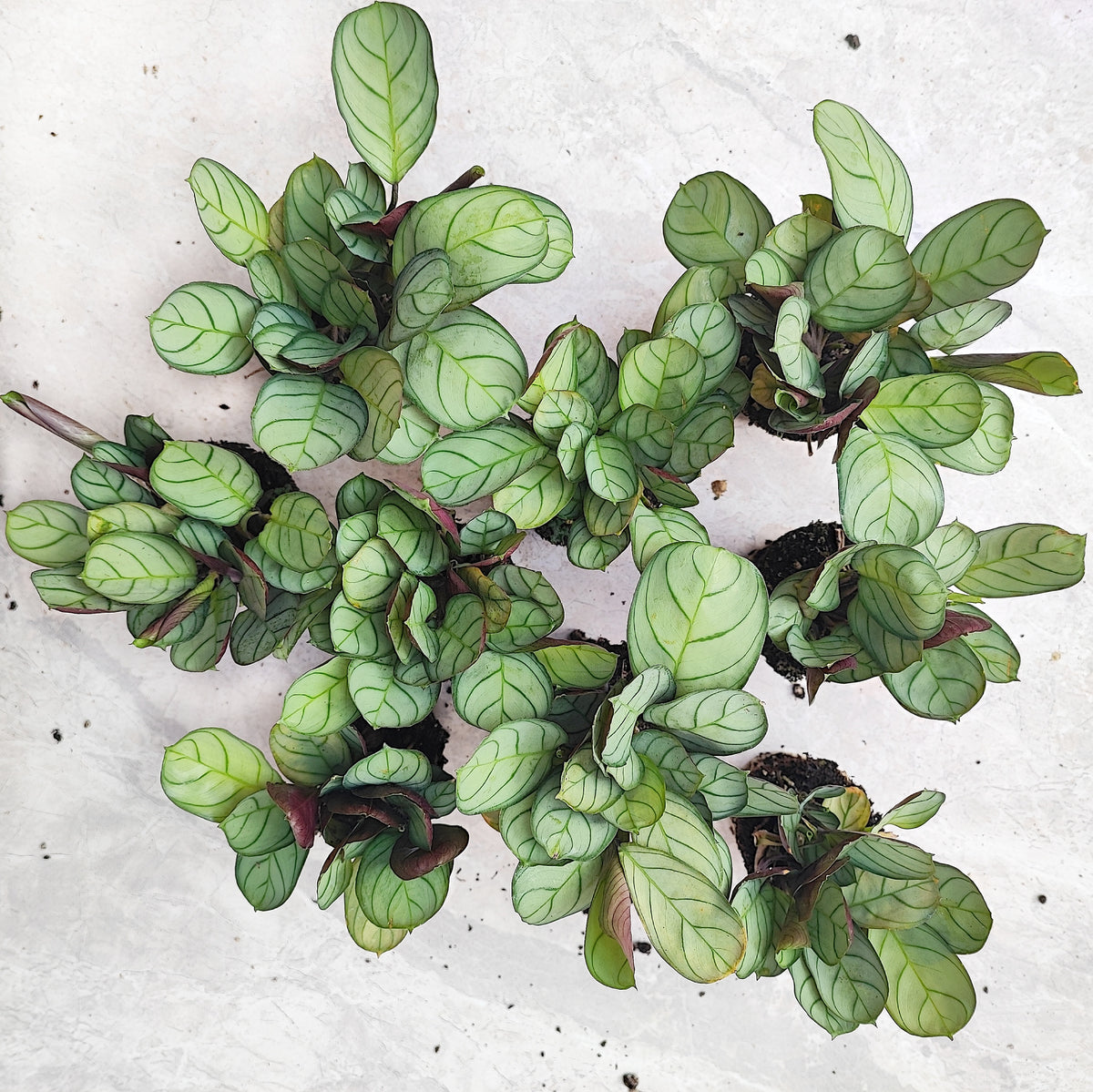 Ctenanthe Amagris Mint, super belles boutures monjungle