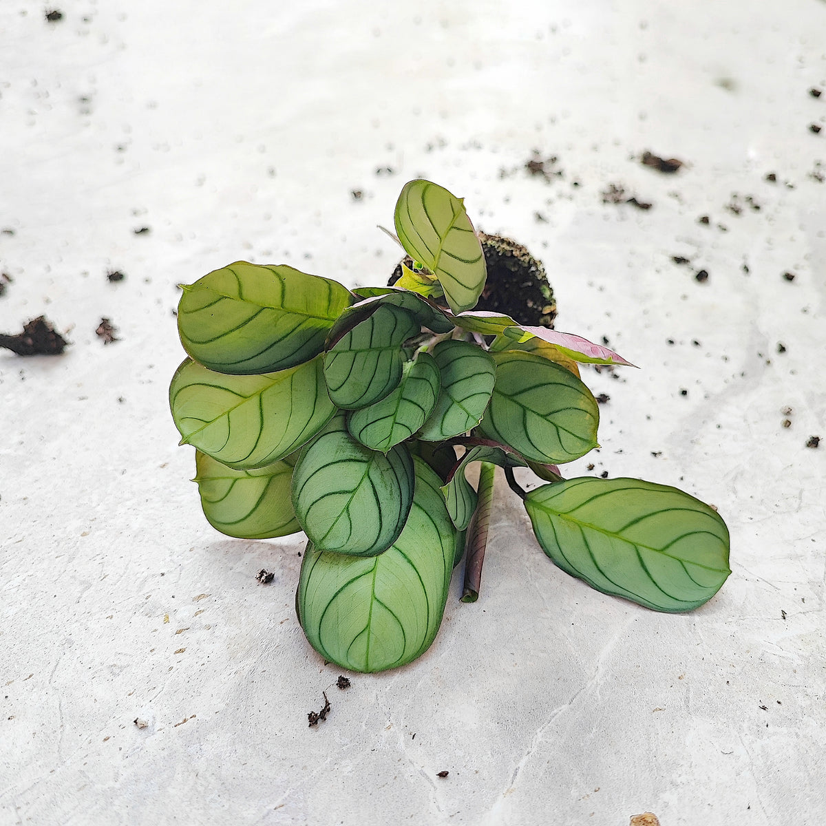 Ctenanthe Amagris Mint, super belles boutures monjungle
