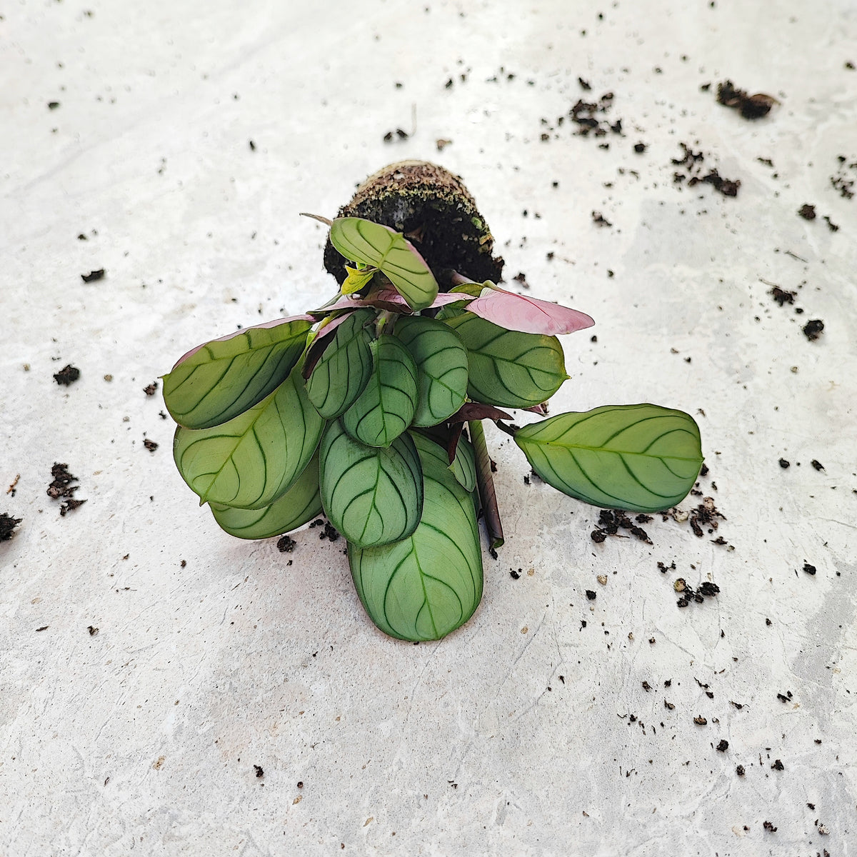 Ctenanthe Amagris Mint, super belles boutures monjungle