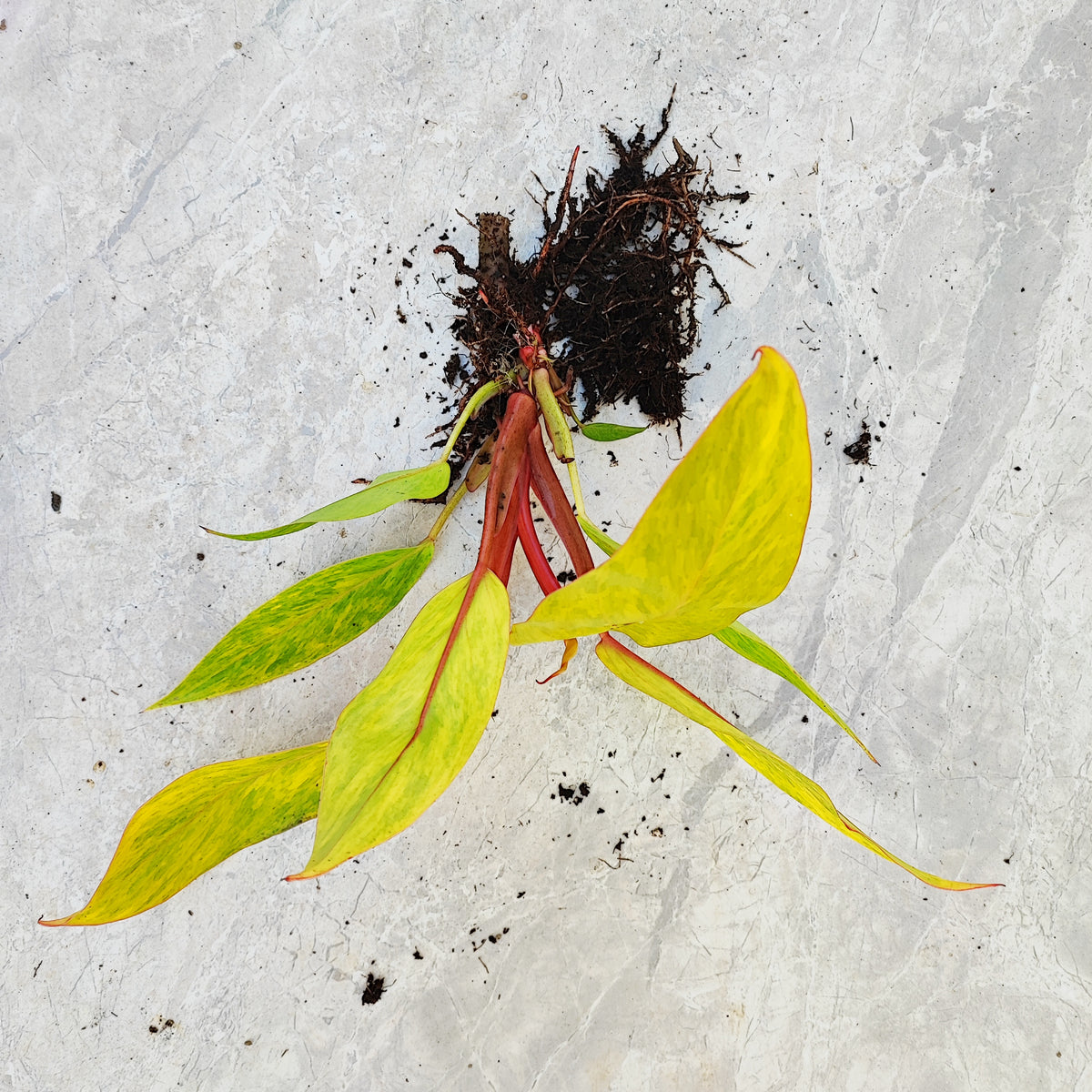 PHILODENDRON PAINTED LADY monjungle