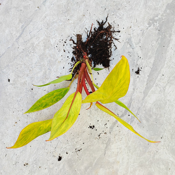 PHILODENDRON PAINTED LADY- Magnifique Bouture racinée de feuilles - Plante rare d'intérieur- Bouture philodendron enracinée - monjungle