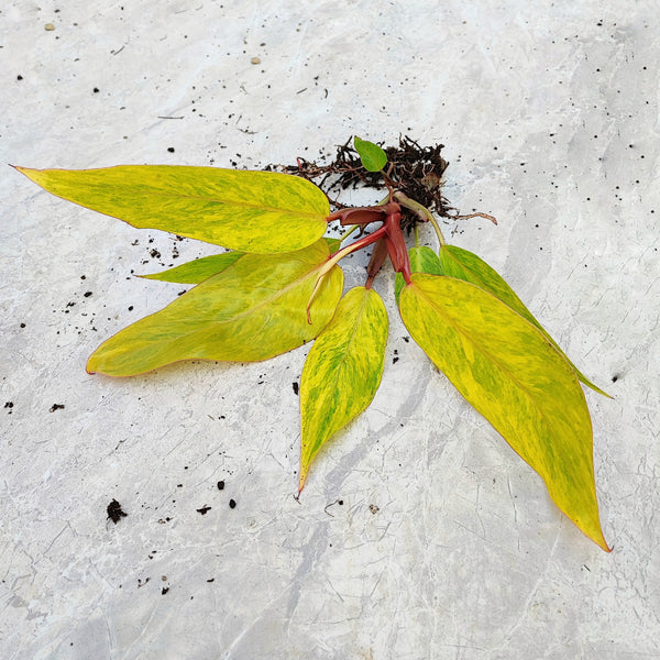 PHILODENDRON PAINTED LADY- Magnifique Bouture racinée de feuilles - Plante rare d'intérieur- Bouture philodendron enracinée - monjungle