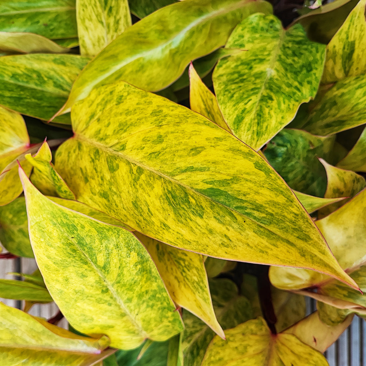 PHILODENDRON PAINTED LADY monjungle