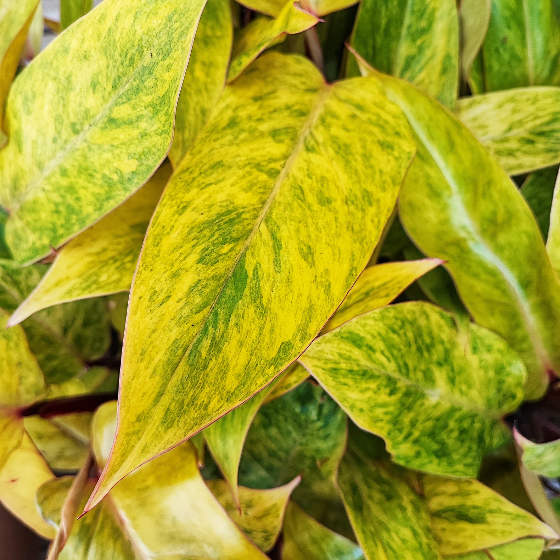 philodendron juane Philodendron Painted Lady