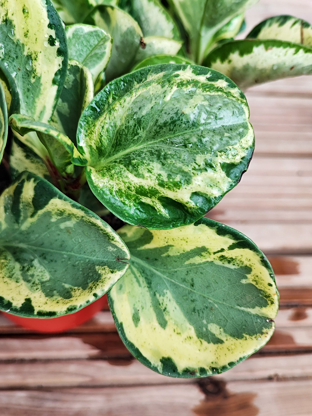 Peperomia obtusifolia golden gate monjungle