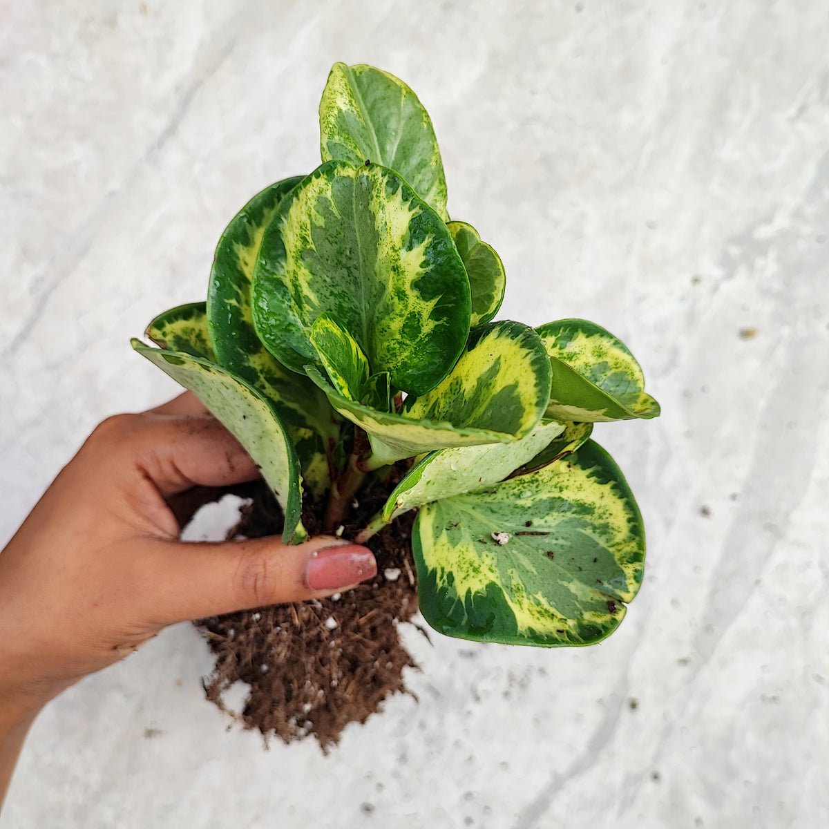 Peperomia obtusifolia golden gate monjungle