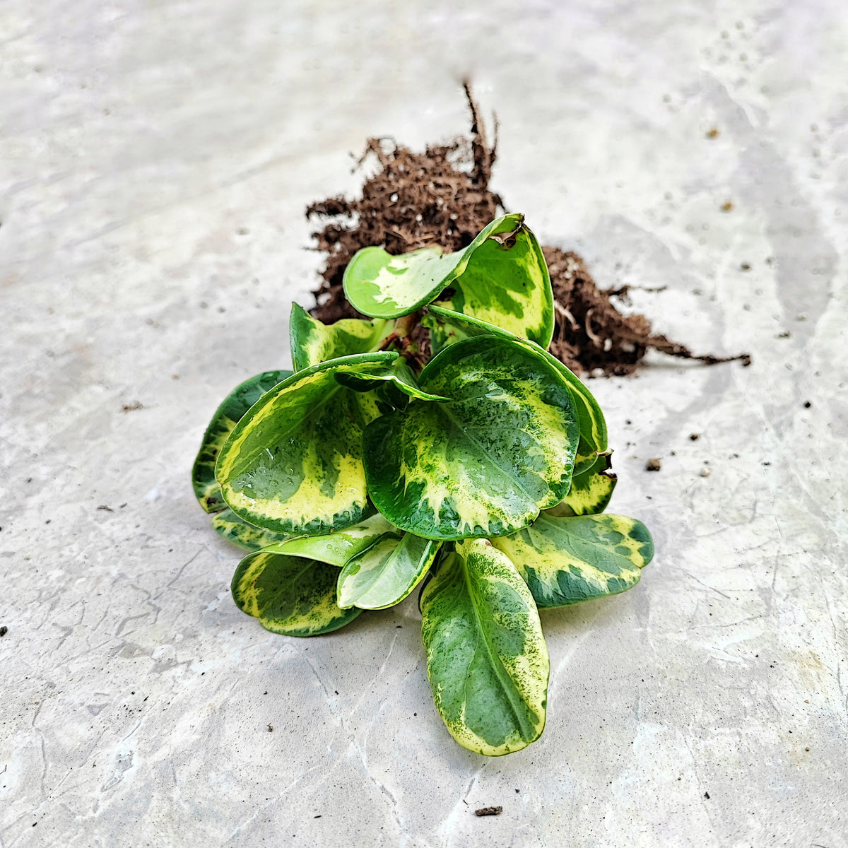 Peperomia obtusifolia golden gate monjungle