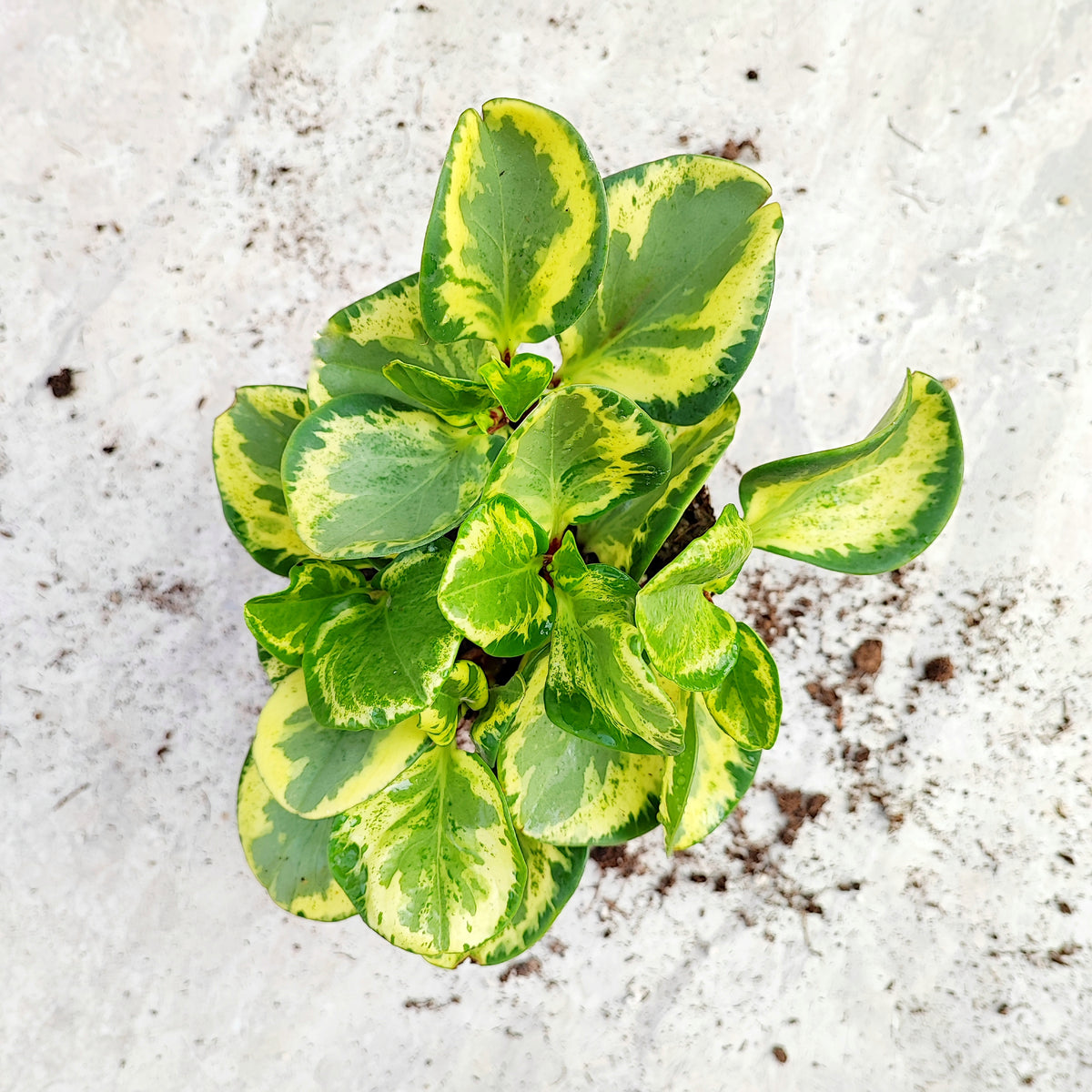 Peperomia obtusifolia golden gate monjungle