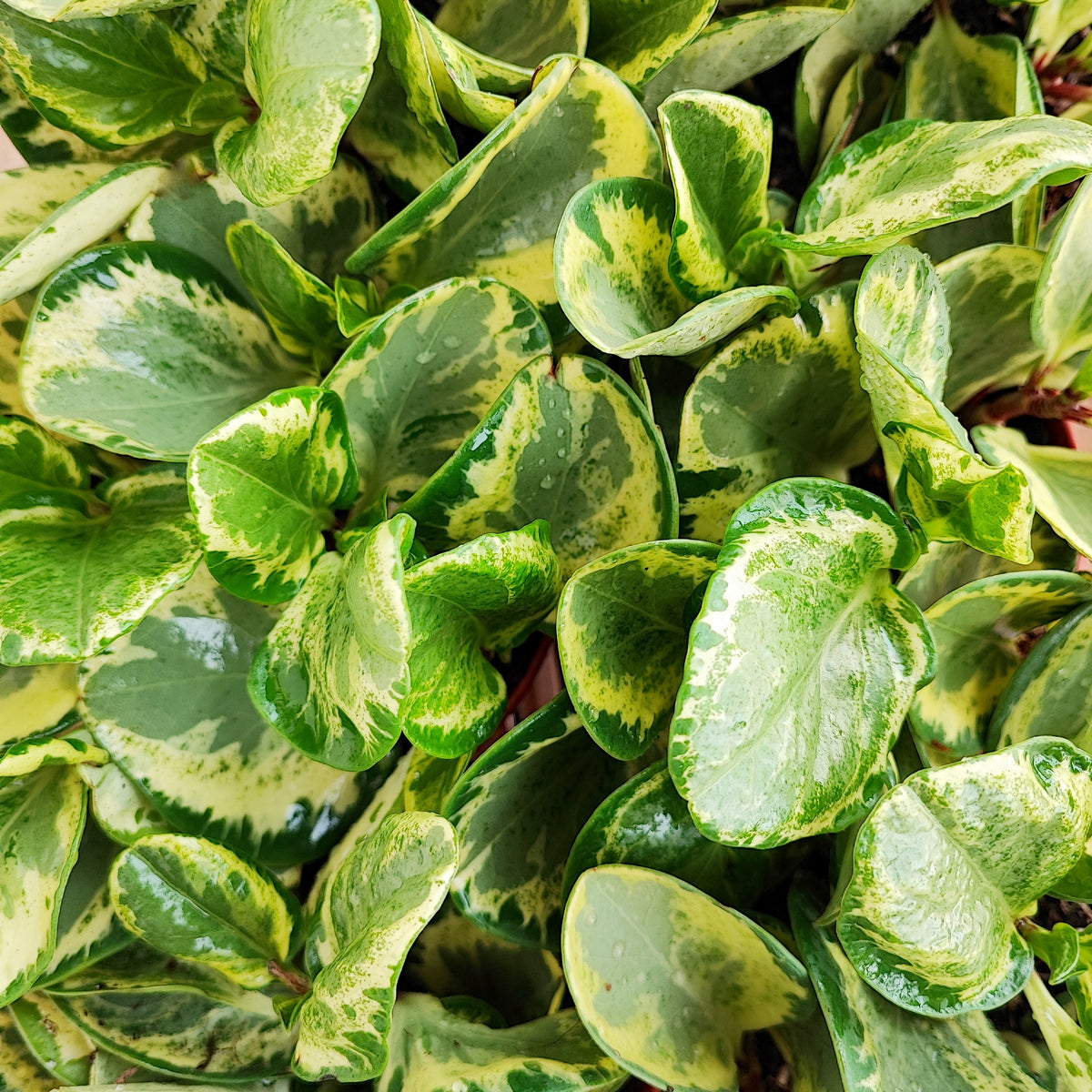 Peperomia obtusifolia golden gate monjungle