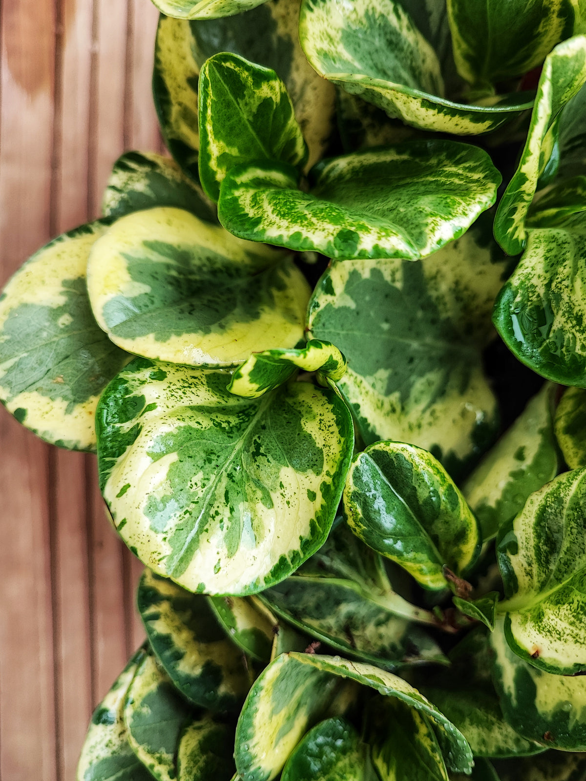 Peperomia obtusifolia golden gate monjungle
