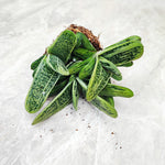 Gasteria Minor, magnifique bouture de plante grasse (Aloe X Hawthoria hybrid) - monjungle