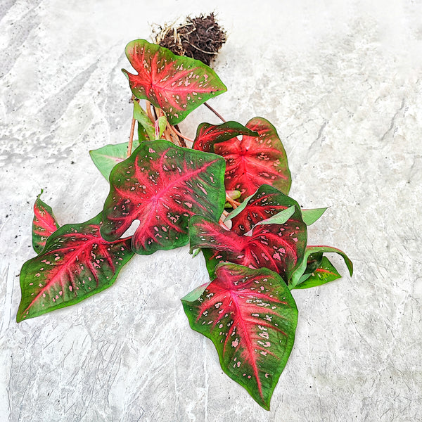 Caladium Red Flash (L) bouture avec les magnifiques feuilles rouges, roses et vertes - monjungle