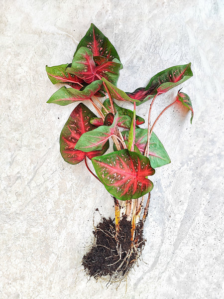 Caladium Red Flash (L) bouture avec les magnifiques feuilles rouges, roses et vertes - monjungle