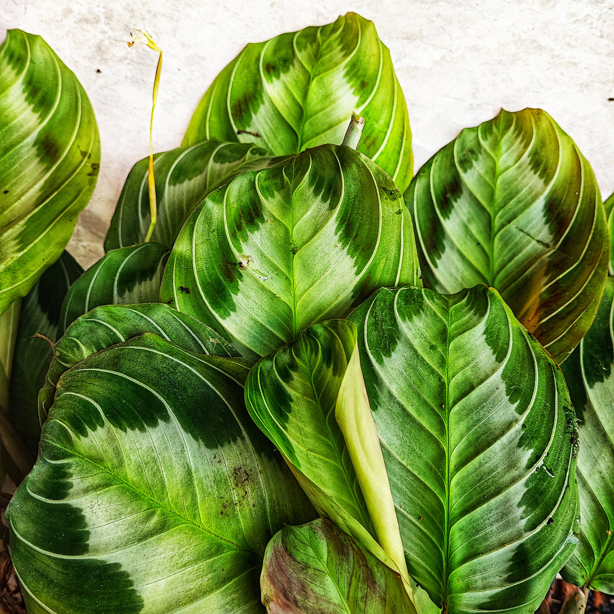 Rare Maranta Silver Band, bouture de 3 feuilles minimum monjungle