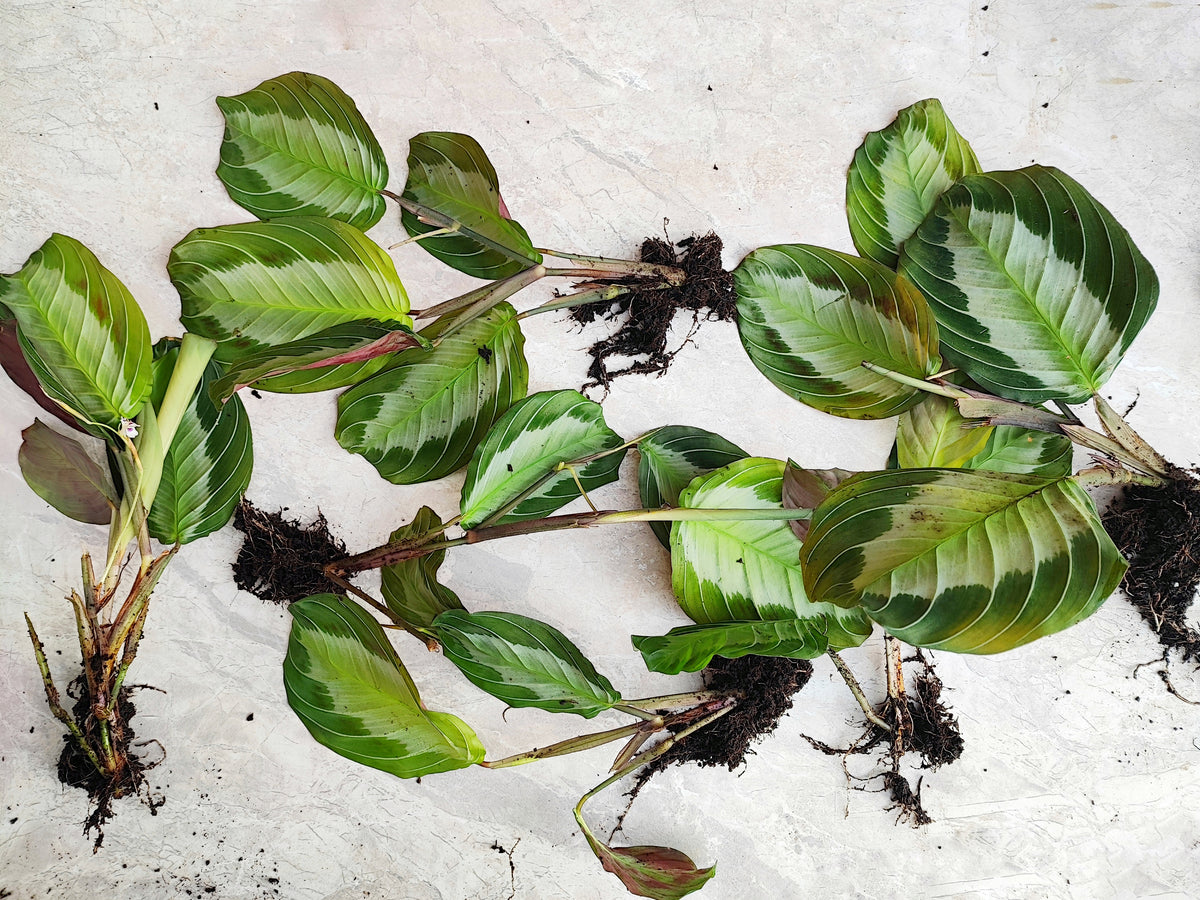 Rare Maranta Silver Band, bouture de 3 feuilles minimum monjungle