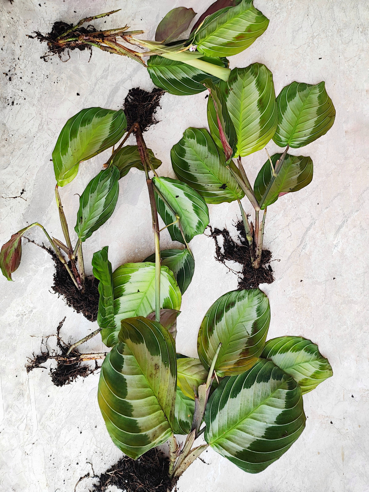 Rare Maranta Silver Band, bouture de 3 feuilles minimum monjungle