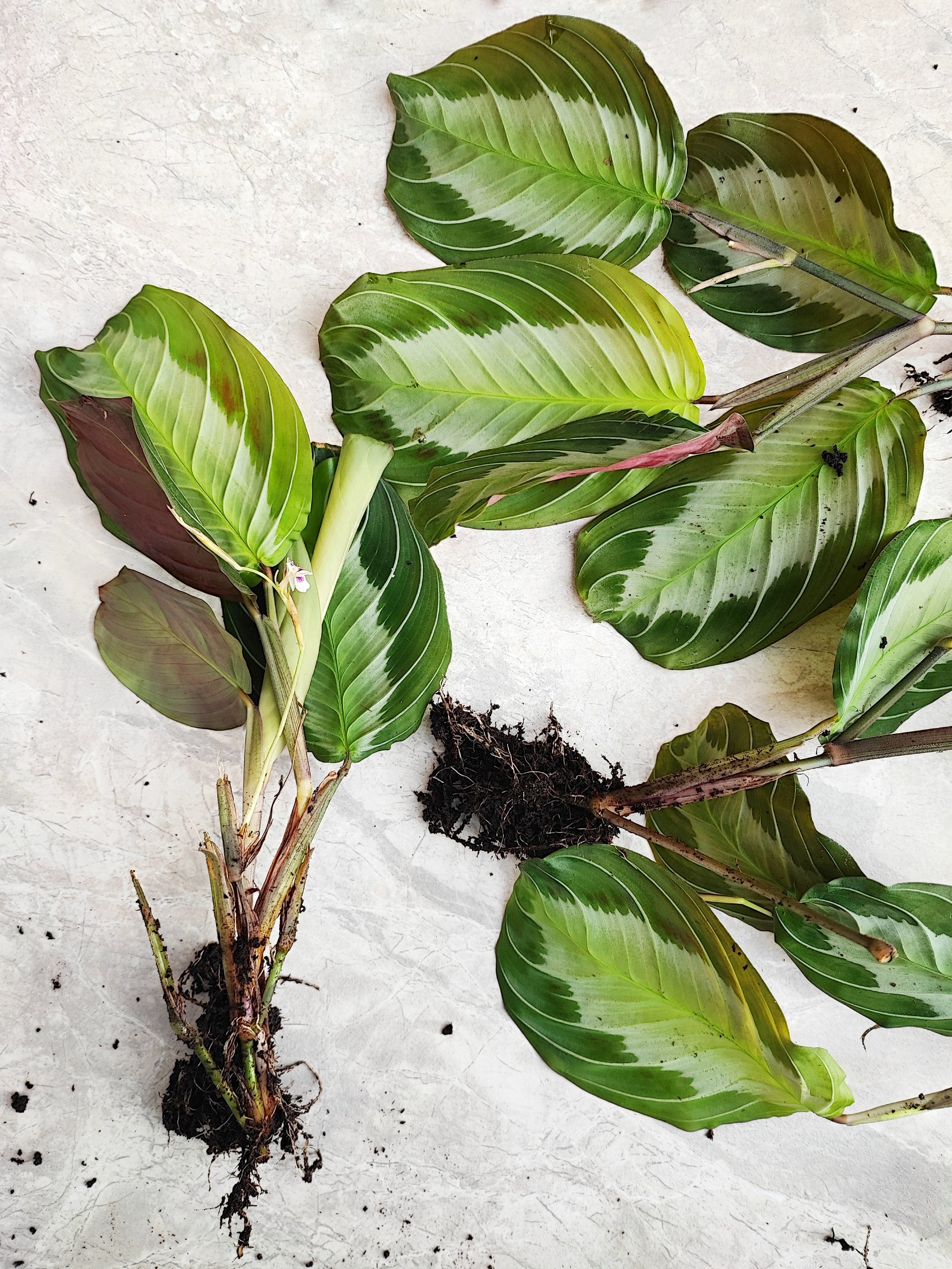 silver prayer plant Maranta Silver Band