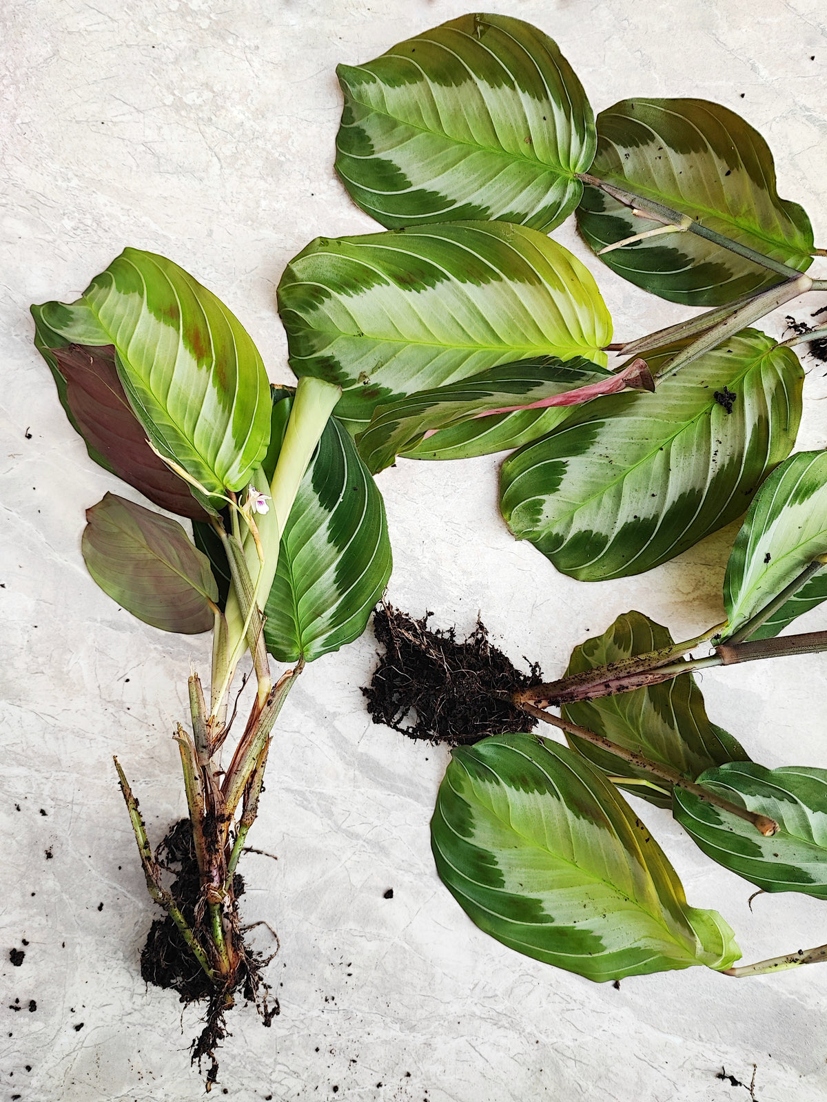 Rare Maranta Silver Band, bouture de 3 feuilles minimum monjungle