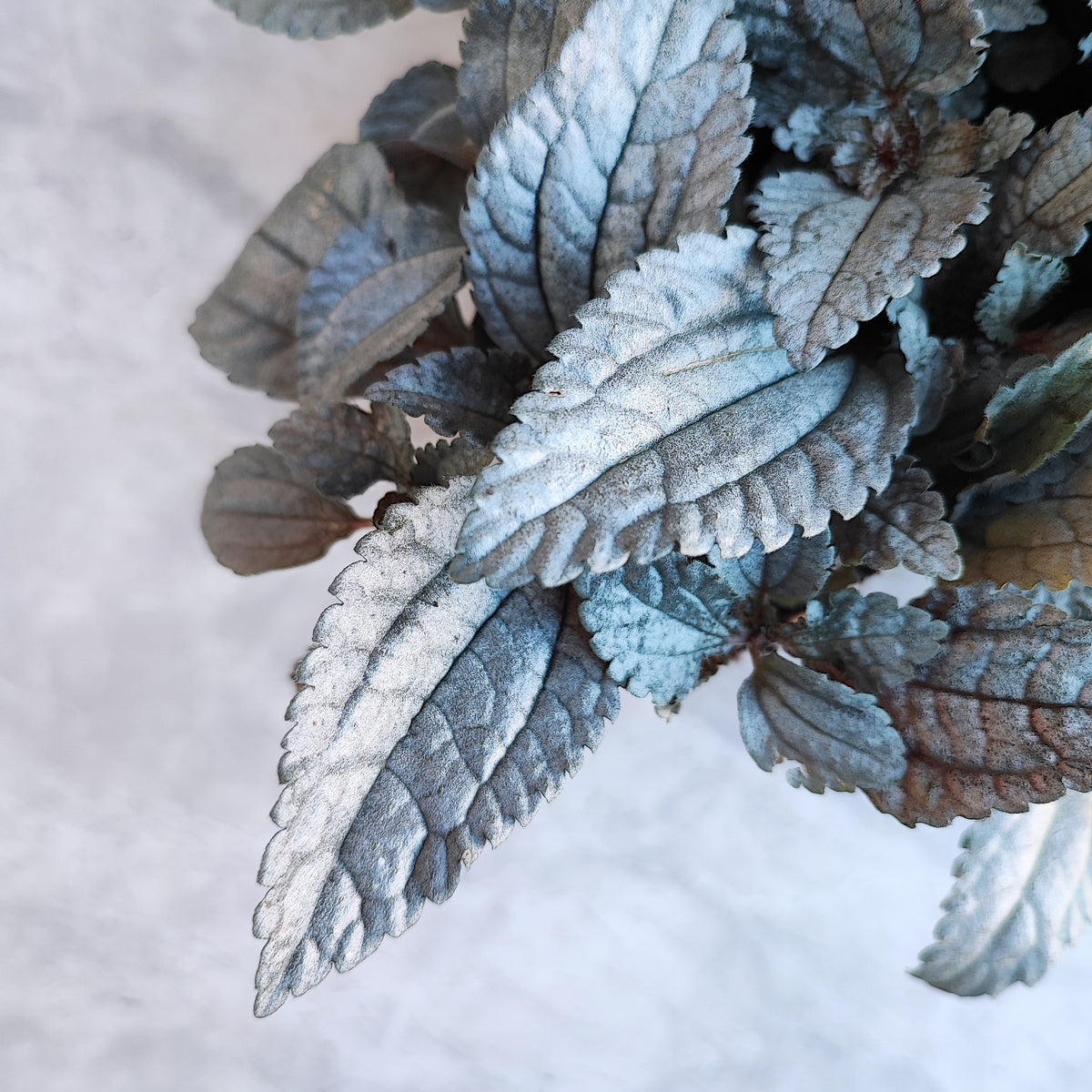 Pilea spruceana Silver Tree monjungle