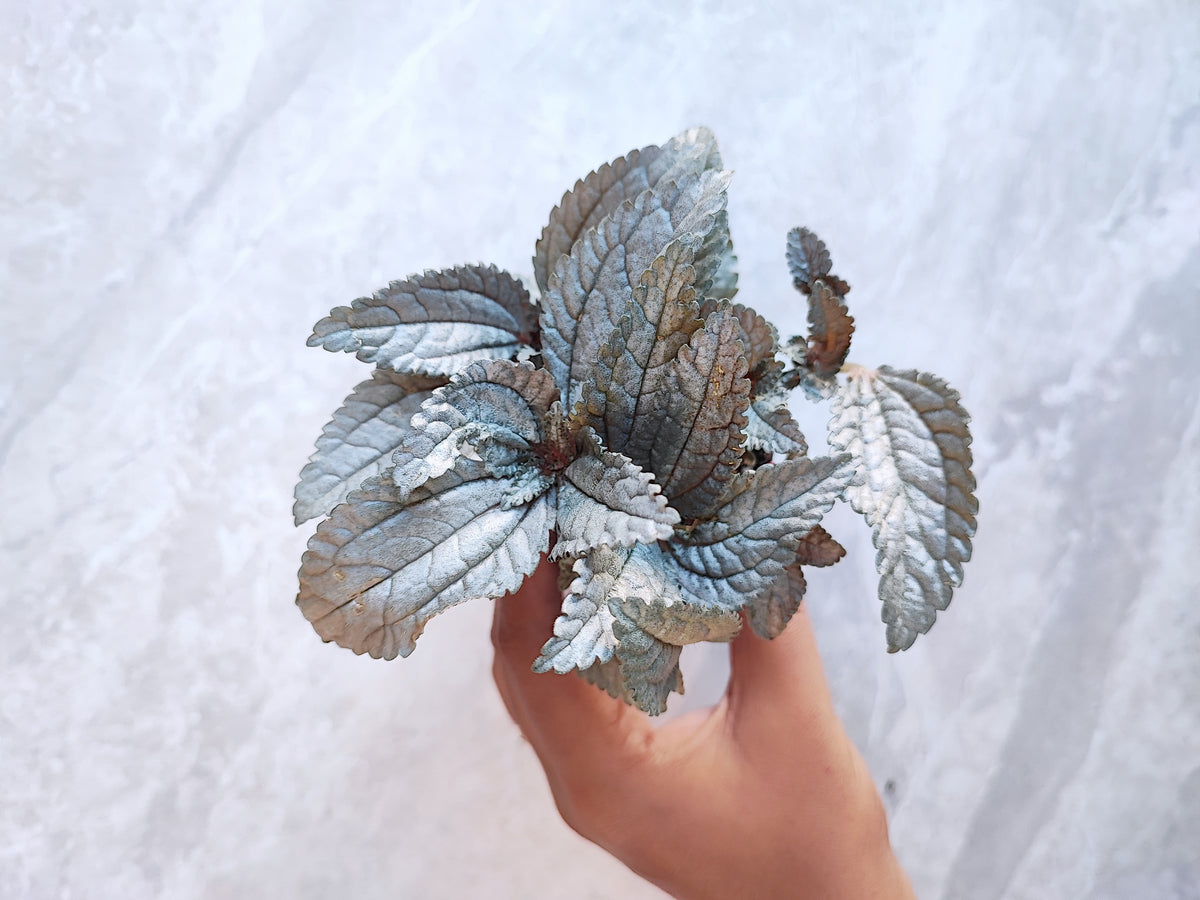 Pilea spruceana Silver Tree monjungle